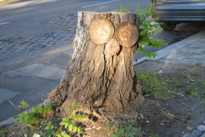 baum-stumpf